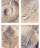 A fosszíliák (4 kép 18 x 24 cm)